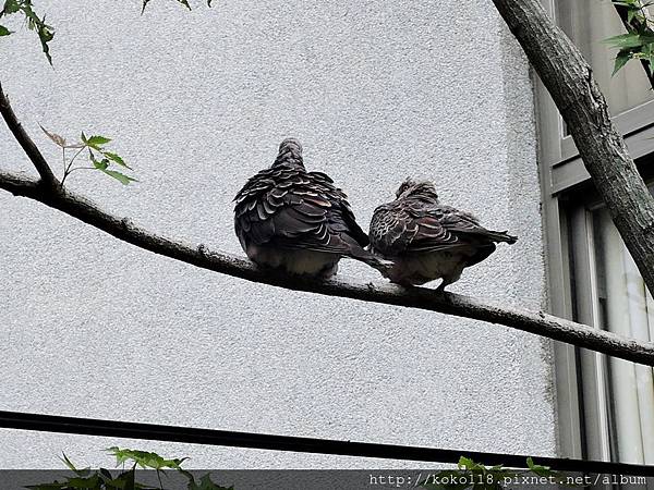 106.8.12 交通大學博愛校區-金背鳩.JPG