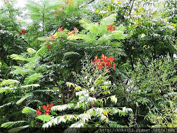 106.9.3 新竹護城河-鳳凰花.JPG