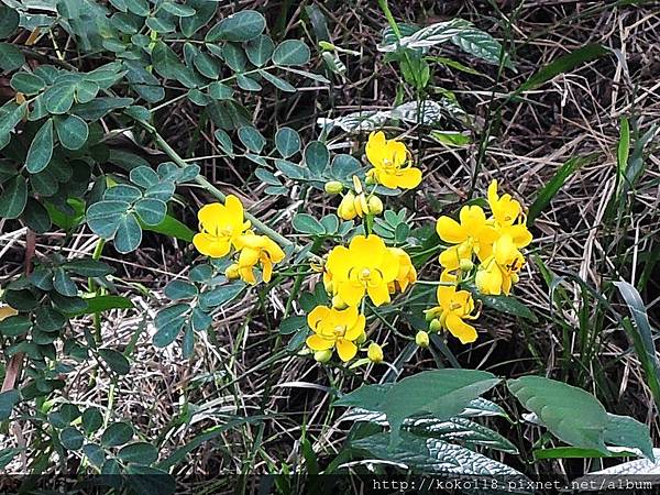 106.11.5 東山濕地生態教學公園-金邊黃槐1.JPG