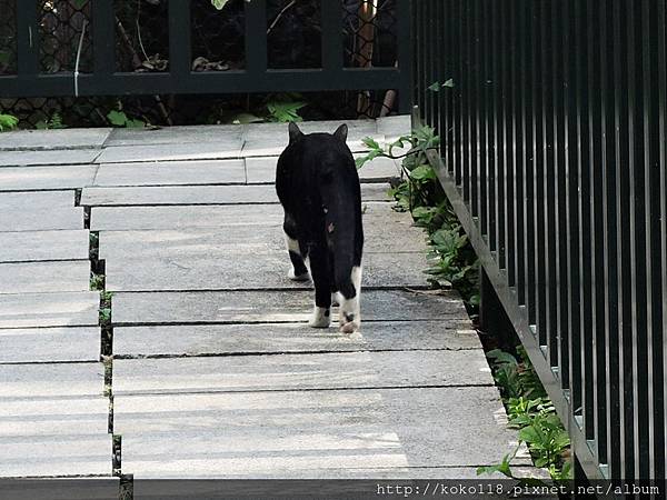 106.12.23 東山濕地生態教學公園-貓3.JPG