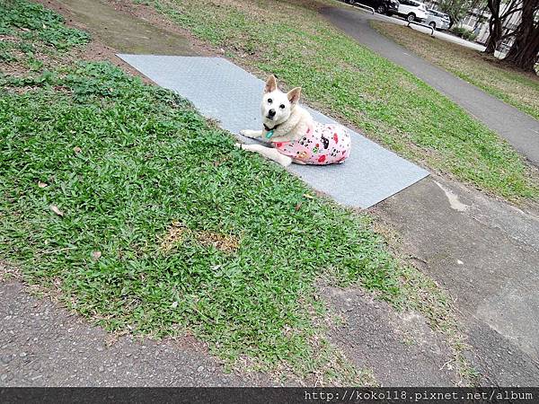 106.12.29 交通大學博愛校區-校狗1.JPG