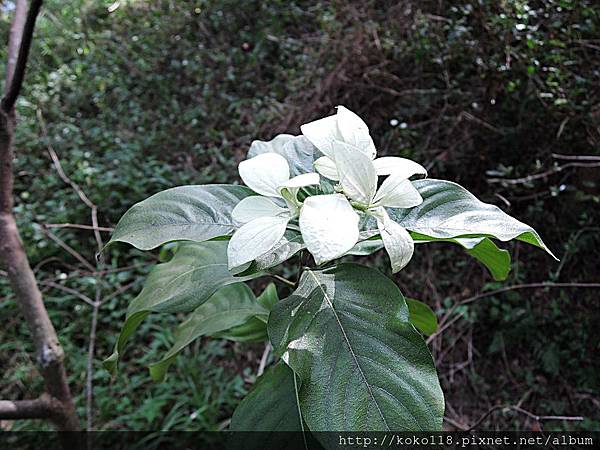 106.12.30 新竹高中-白紙扇(雪萼花).JPG