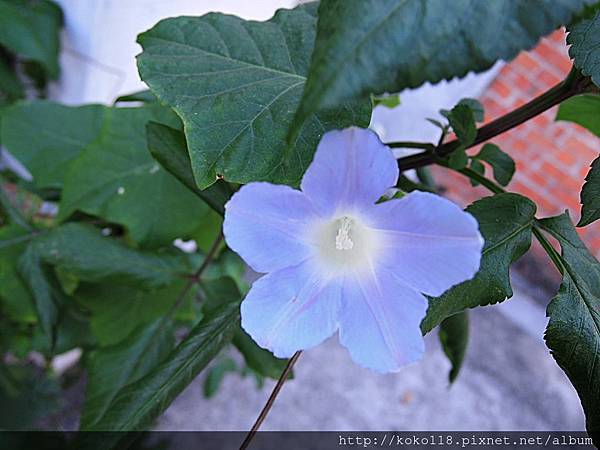 106.12.30 新竹高中-牽牛花4.JPG