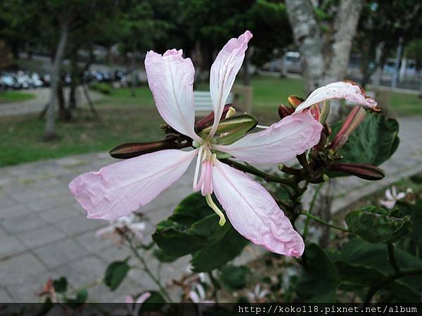 106.12.31 赤土崎公園-洋紫荊6.JPG