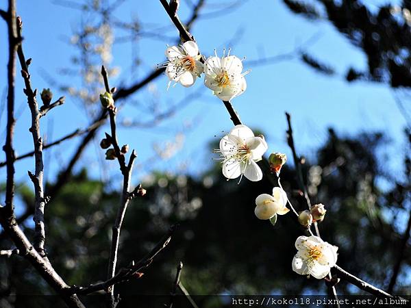 107.1.14 清華大學梅園-梅花1.JPG