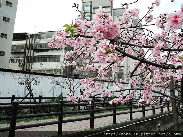 107.2.19 東山濕地生態教學公園外-河津櫻13.JPG