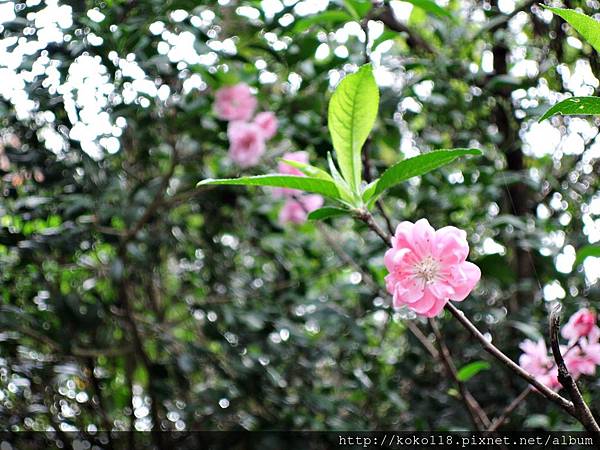 107.2.19 十八尖山-桃花2.JPG