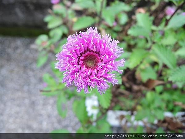 107.2.25 交通大學博愛校區外-藍冠菊(菲律賓鈕扣菊)1.JPG