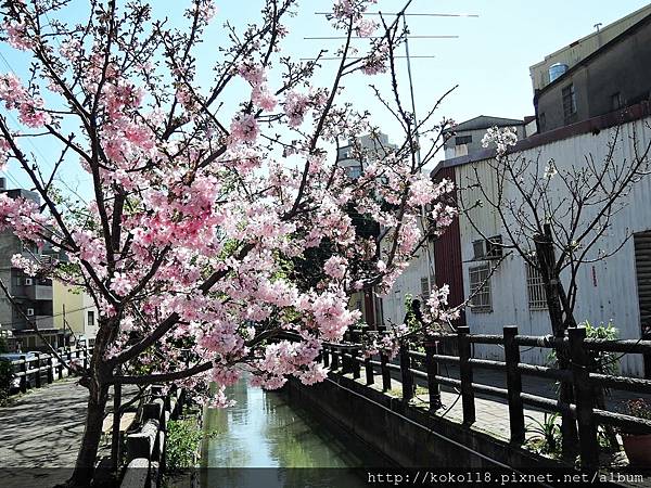 107.3.11 東山濕地生態教學公園外-富士櫻22.JPG