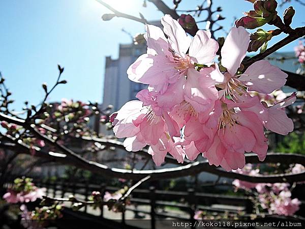 107.3.11 東山濕地生態教學公園外-富士櫻27.JPG