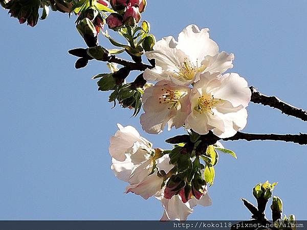 107.3.11 東山濕地生態教學公園外-墨染櫻1.JPG