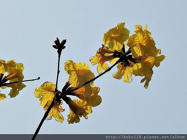 107.3.14 馬偕醫院旁-黃花風鈴木7.JPG