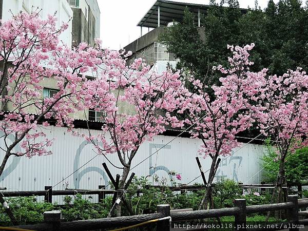 107.3.17 東山濕地生態教學公園外汀甫圳-富士櫻6.JPG