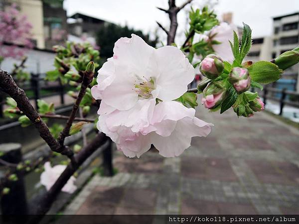 107.3.17 東山濕地生態教學公園外汀甫圳-墨染櫻.JPG