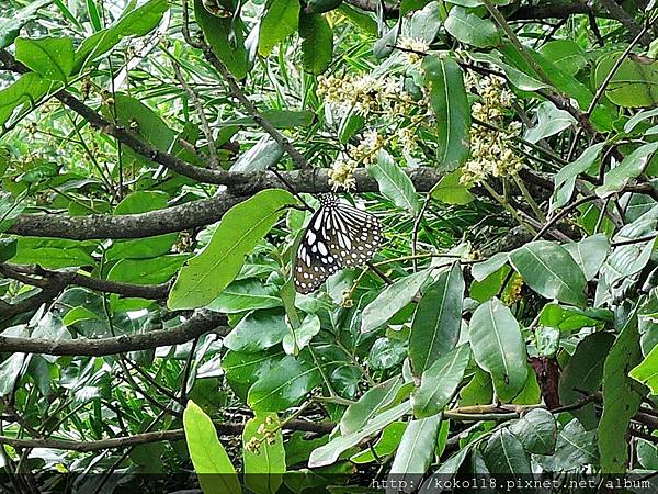 107.4.21 十八尖山-龍眼花,淡小紋青斑蝶.JPG