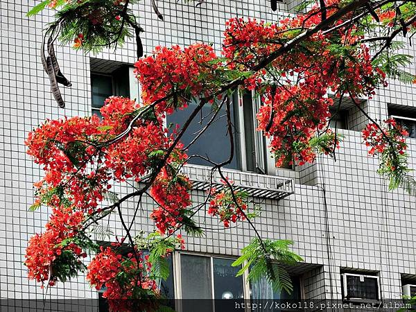 107.5.16 交通大學博愛校區-鳳凰花1.JPG