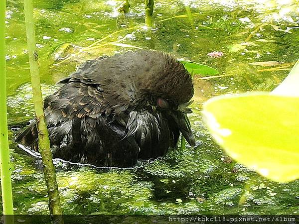 107.5.16 東山濕地生態教學公園-金背鳩.JPG