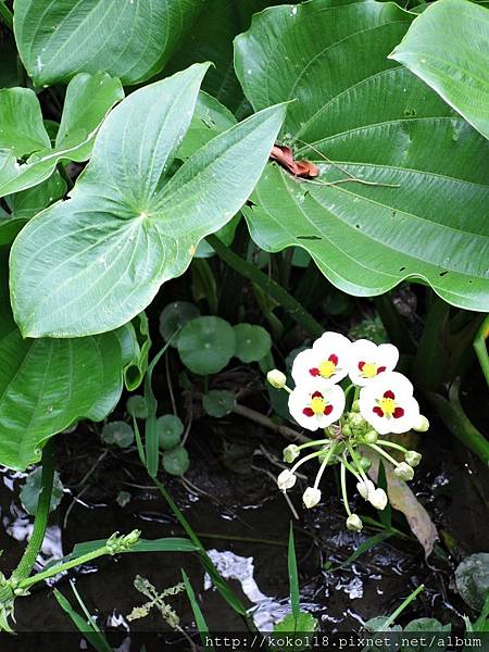 107.5.16 東山濕地生態教學公園-蒙特登慈菇.JPG