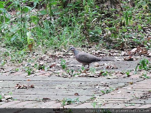 107.6.9 新竹高中-珠頸斑鳩.JPG