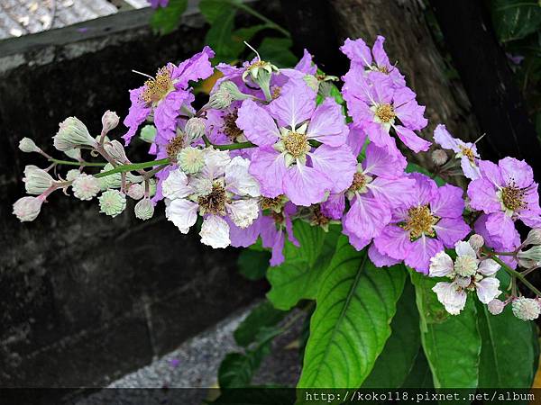 107.6.10 交通大學博愛校區外-大花紫薇4.JPG