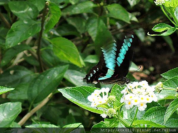 107.6.24 清華大學蝴蝶園-青帶鳳蝶.JPG