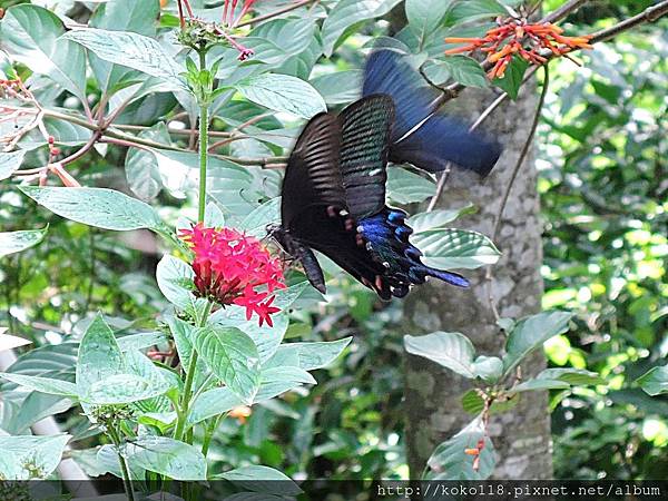 107.6.24 清華大學蝴蝶園-烏鴉鳳蝶,繁星花.JPG