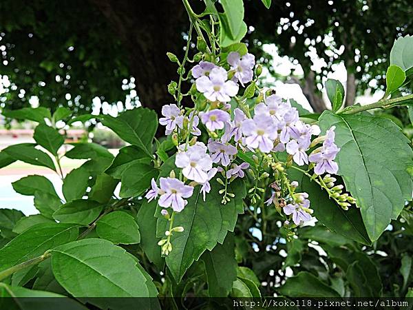 107.6.30 新竹高中-金露花.JPG