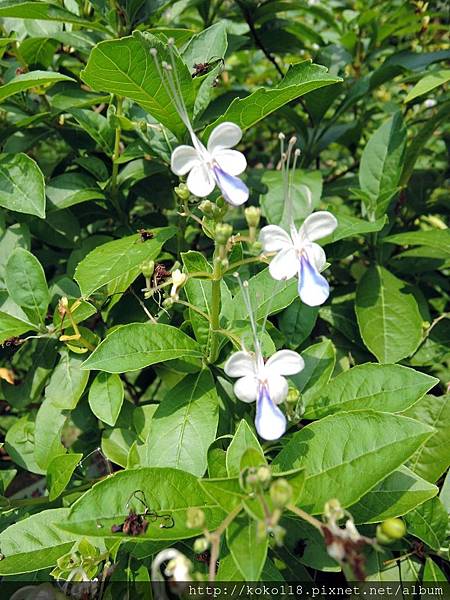 107.7.27 東山濕地生態教學公園-紫蝶花.JPG