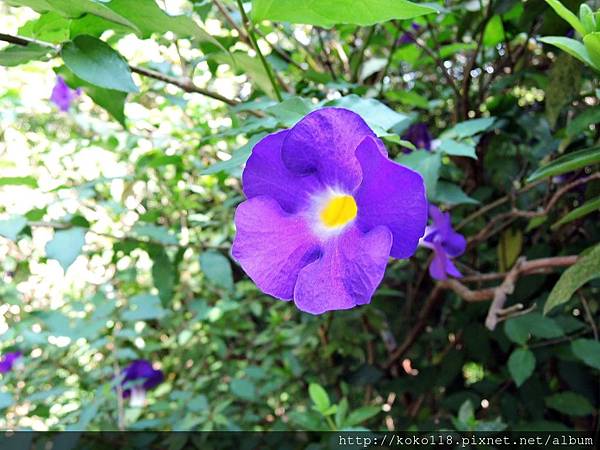 107.7.29 十八尖山-立鶴花.JPG