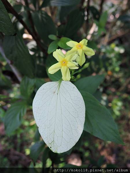 107.10.6 十八尖山-黃萼花.JPG