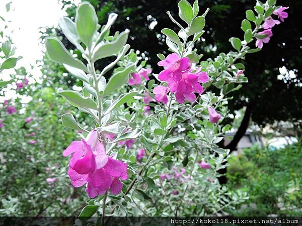 107.10.12 東山濕地生態教學公園-紅花玉芙蓉.JPG