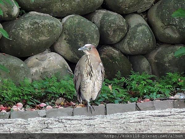 107.10.21 赤土崎公園-黑冠麻鷺.JPG