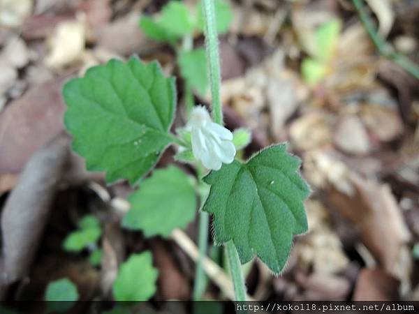 107.12.9 新竹高中-白花草1.JPG