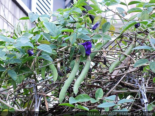 107.12.20 東山濕地生態教學公園外-蝶豆花.JPG