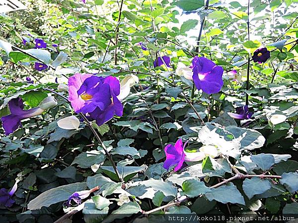 107.12.20 東山濕地生態教學公園-立鶴花.JPG