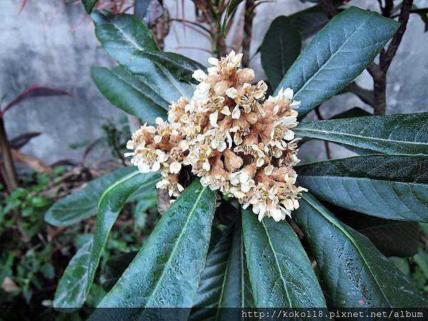 107.12.20 東山濕地生態教學公園-枇杷的花.JPG