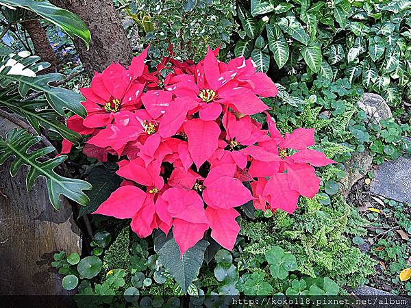 107.12.28 東山濕地生態教學公園-聖誕紅1.JPG