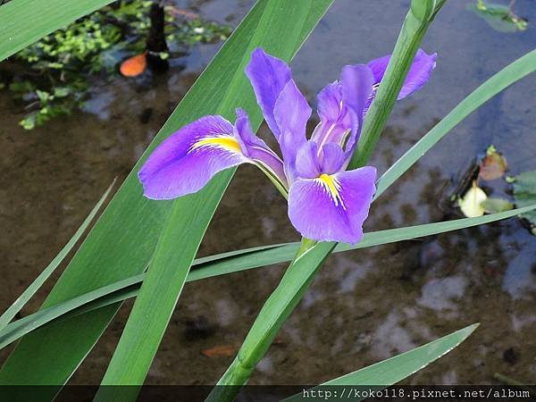 107.12.28 東山濕地生態教學公園-鳶尾花1.JPG