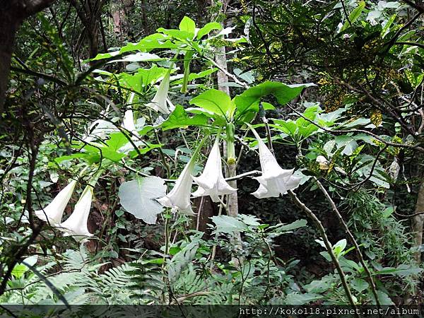 107.12.29 十八尖山-大花曼陀羅.JPG