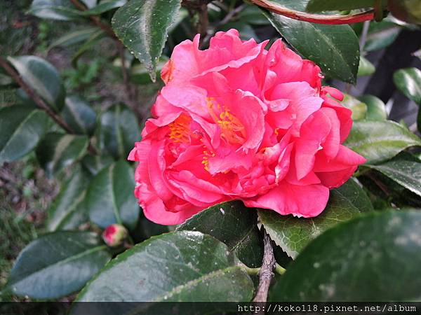 108.1.1 新竹公園-茶花.JPG