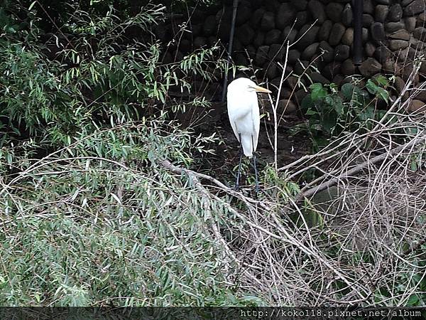 108.1.1 新竹公園-白鷺鷥.JPG