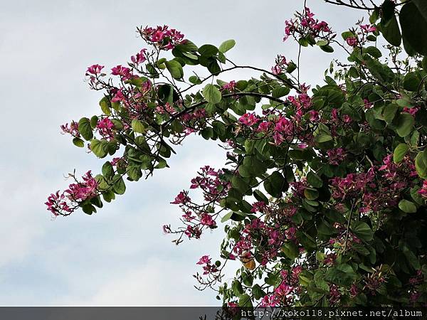 108.1.1 新竹公園-艷紫荊.JPG