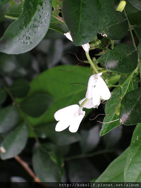 108.1.5 十八尖山-白鶴靈芝2.JPG