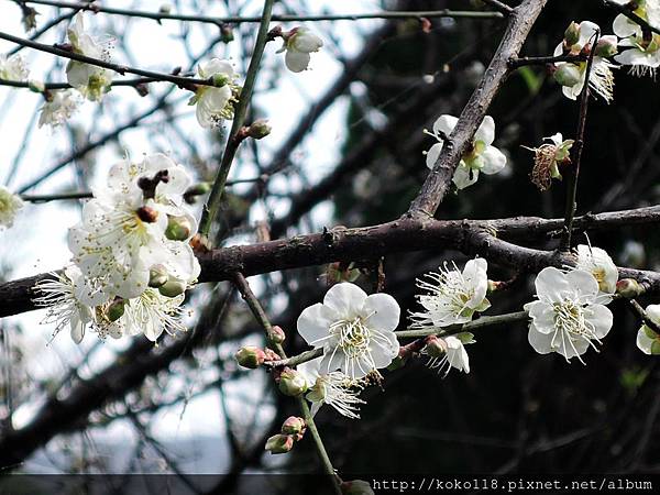 108.1.19 清華大學梅園-梅花22.JPG