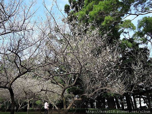 108.1.19 清華大學梅園-梅花.JPG