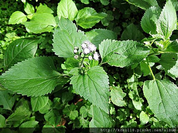 108.1.23 十八尖山-白花藿香薊.JPG