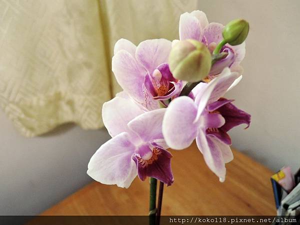108.2.2 蝴蝶蘭5.JPG
