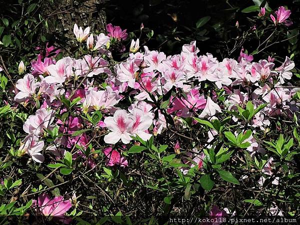 108.2.7 十八尖山-杜鵑花3.JPG