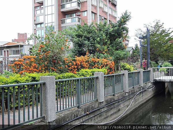 108.2.8 東山濕地生態教學公園外-炮仗花9.JPG