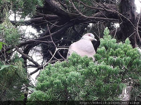 108.2.17 新竹高中-金背鳩1.JPG